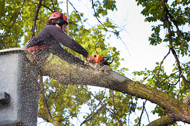 Best Tree and Shrub Care  in USA